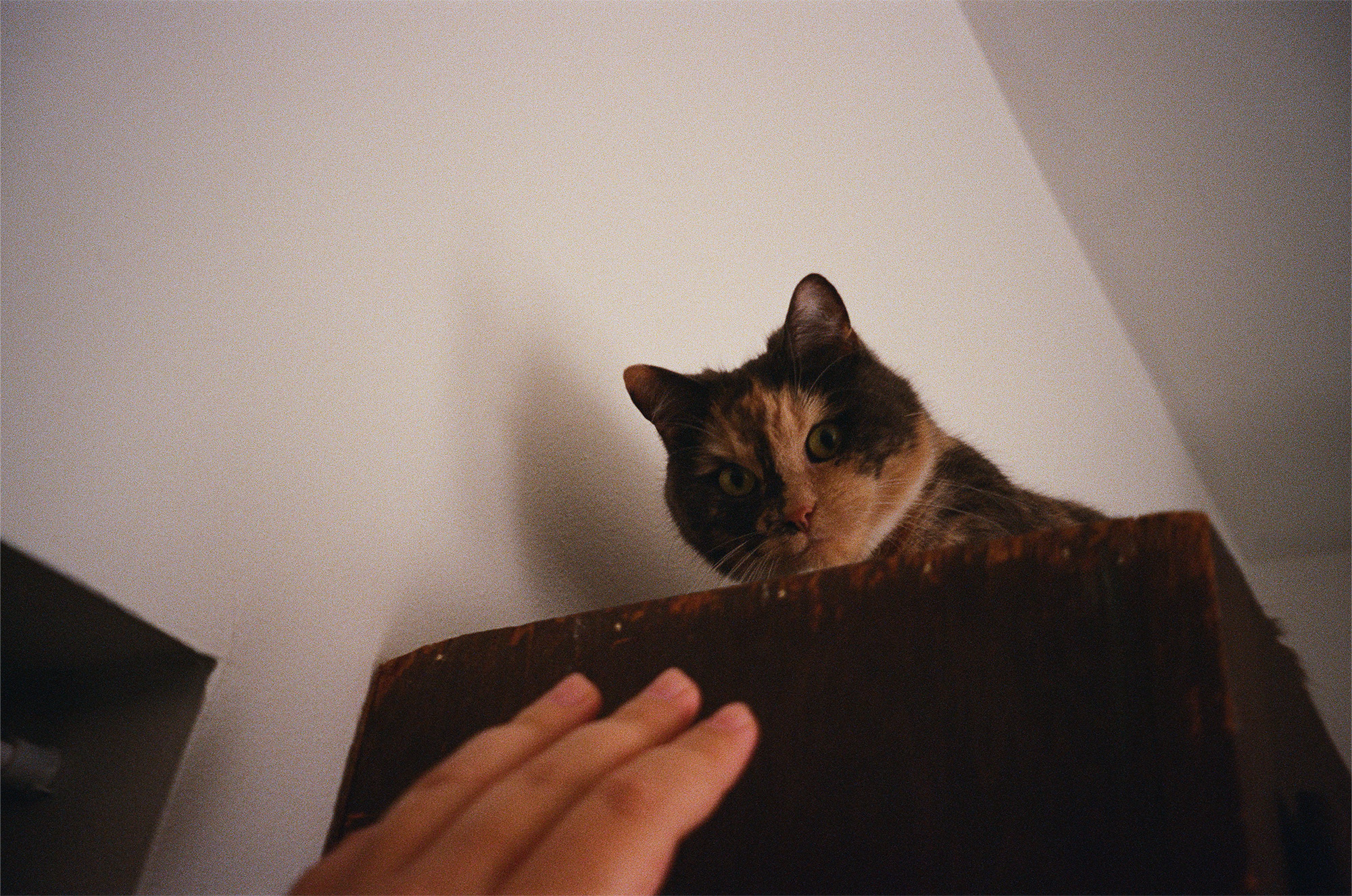 petting ronette
